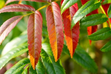 Sorbus 'Dodong' mehrstämmig 200-250