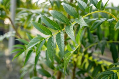 Sorbus 'Dodong' mehrstämmig 200-250