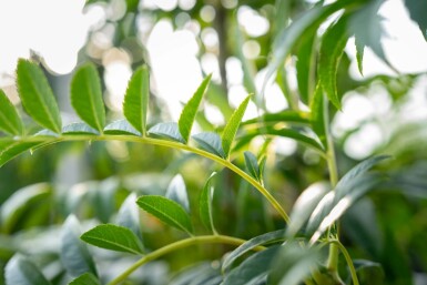 Sorbus 'Dodong' mehrstämmig 200-250