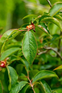 Stewartia pseudocamellia