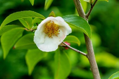 Stewartia pseudocamellia