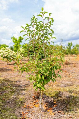 Stewartia pseudocamellia mehrstämmig