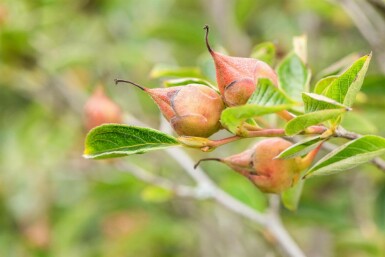 Stewartia pseudocamellia mehrstämmig