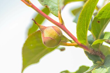 Stewartia pseudocamellia mehrstämmig 200-250