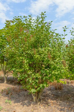 Syringa josikaea