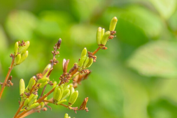 Syringa josikaea