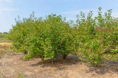 Syringa josikaea mehrstämmig