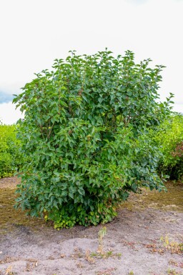 Syringa vulgaris