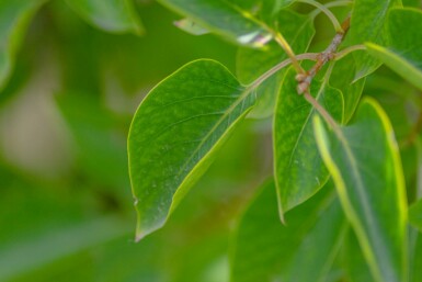 Syringa vulgaris