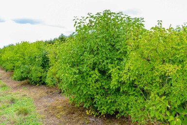 Syringa vulgaris mehrstämmig