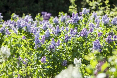 Syringa vulgaris mehrstämmig 200-250