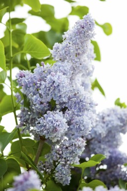 Syringa vulgaris mehrstämmig 200-250