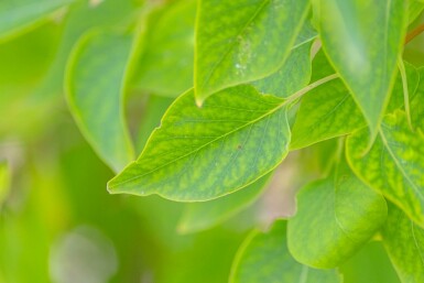 Syringa vulgaris mehrstämmig 200-250