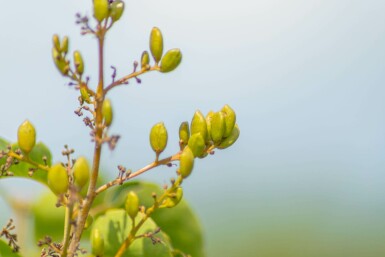 Syringa vulgaris mehrstämmig 200-250