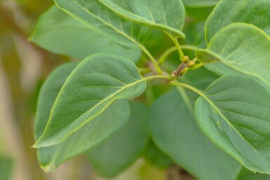 Syringa vulgaris 'Belle de Nancy'