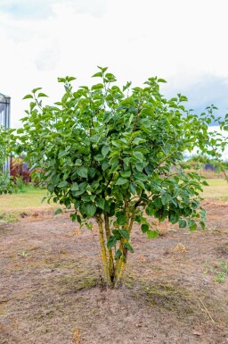 Syringa vulgaris 'Belle de Nancy' mehrstämmig 200-250