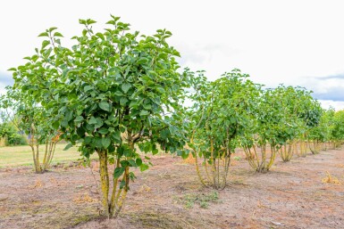 Syringa vulgaris 'Belle de Nancy' mehrstämmig