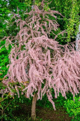 Tamarix tetrandra hochstamm