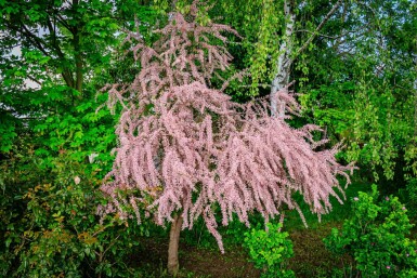 Tamarix tetrandra hochstamm