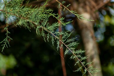 Tamarix tetrandra mehrstämmig