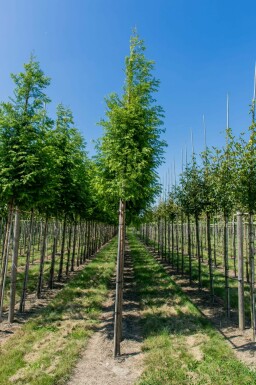 Taxodium distichum