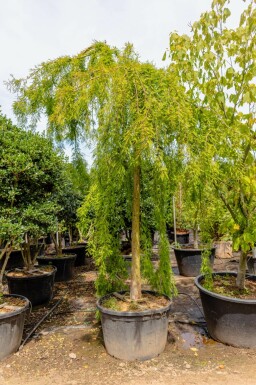 Taxodium distichum hochstamm