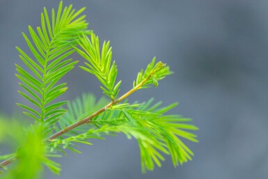 Taxodium distichum hochstamm 10/12