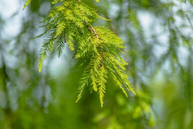 Taxodium distichum hochstamm 10/12