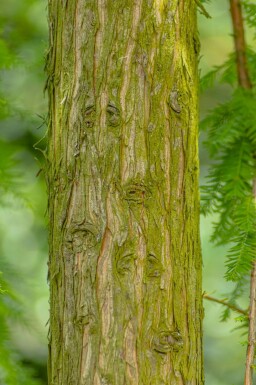 Taxodium distichum hochstamm 10/12