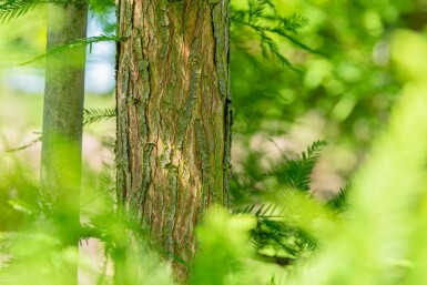 Taxodium distichum hochstamm 10/12