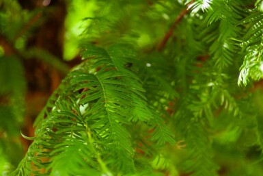 Taxodium distichum hochstamm 10/12