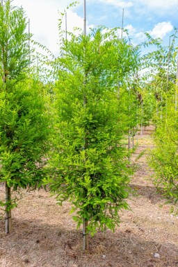 Taxodium distichum stammbusch