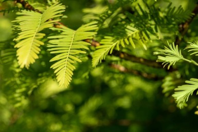 Taxodium distichum stammbusch 14/16