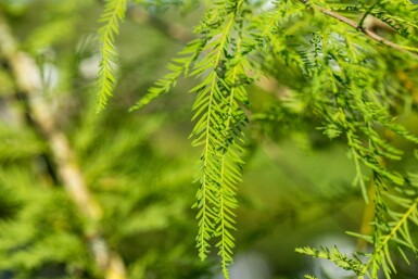 Taxodium distichum stammbusch 14/16