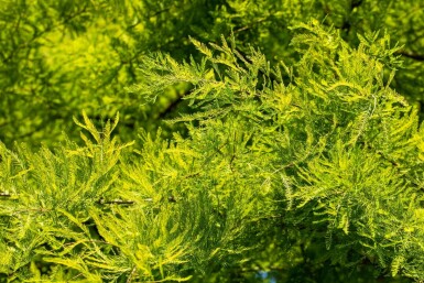 Taxodium distichum stammbusch 14/16