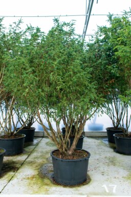 Taxus baccata