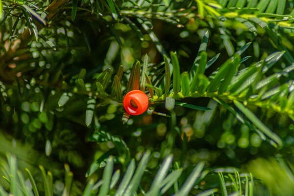 Taxus baccata