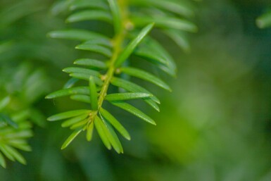 Taxus baccata hochstamm