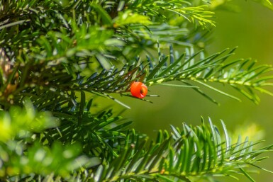 Taxus baccata hochstamm