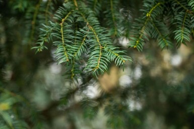 Taxus baccata hochstamm 10/12