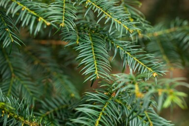 Taxus baccata hochstamm 10/12