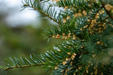 Taxus baccata hochstamm 10/12