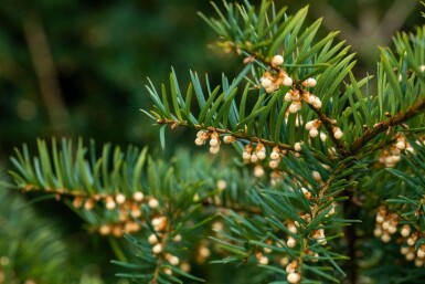 Taxus baccata hochstamm 10/12