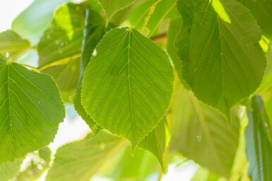 Tilia americana 'Nova'