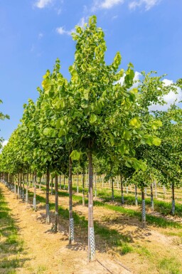 Tilia americana 'Nova' hochstamm 14/16