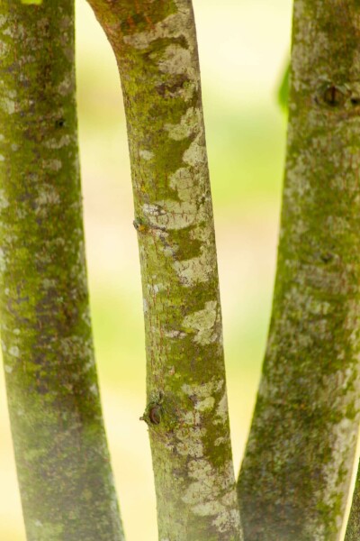 Tilia cordata