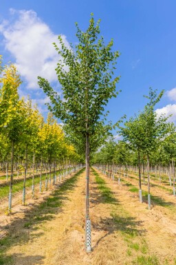 Tilia cordata hochstamm