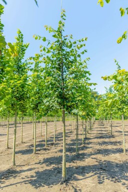 Tilia cordata hochstamm