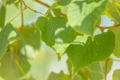 Tilia cordata hochstamm 8/10