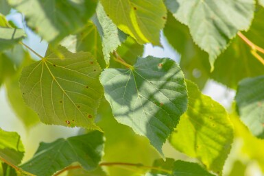 Tilia cordata hochstamm 8/10